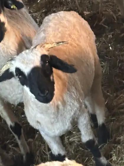 Walliser Schwarznasen