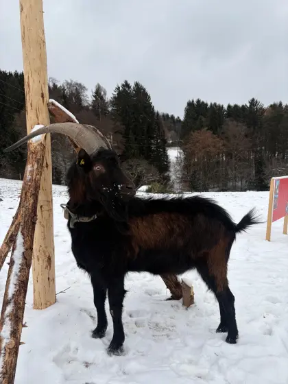 Pinzgauer Ziegenbock