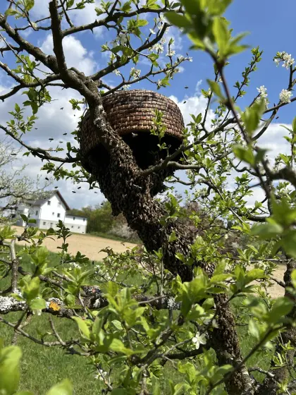 Bienenschwarm