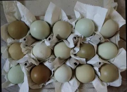 BE von Buntleger/Grünleger