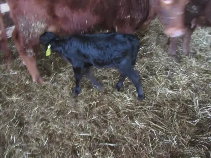 Dexter, Kalb, weiblich