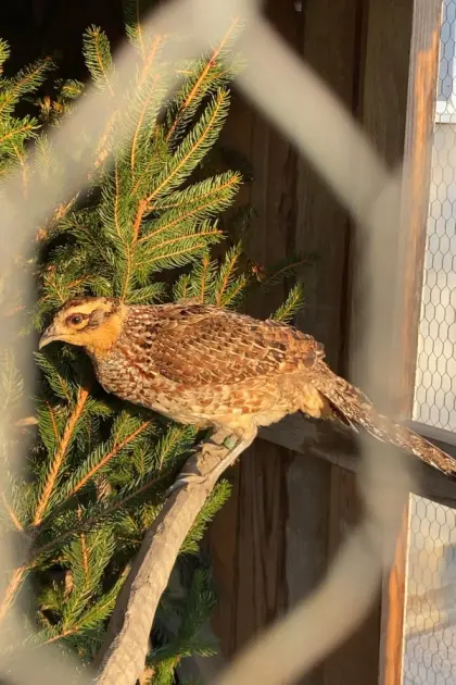 Bruteier Königsfasane