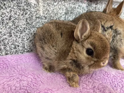 Mini Zwergkaninchen