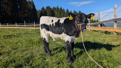 Pinzgauer Stierkalb