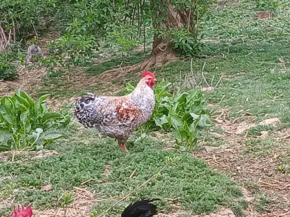 Reinrassige Hähne, Lakenfelder, Altsteirer, Bielefelder