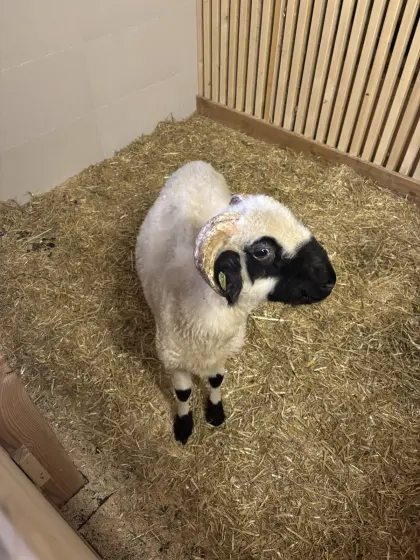 Walliser Schwarznasen-Widder