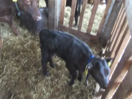 Dexter, Kalb, weiblich