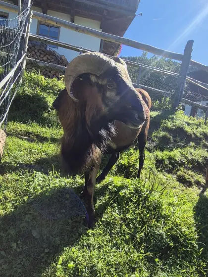 Kamerun Widder + Schafe