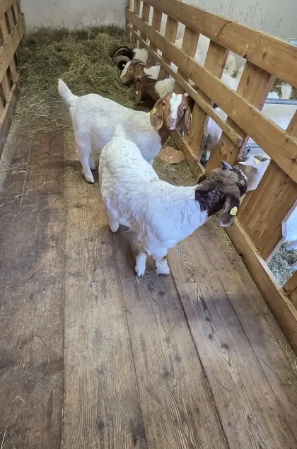 Burenkitze zu verkaufen (reinrassig & Mischling)