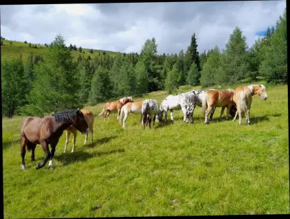 Einstellplätze für Hengste sowie Sommer- oder Almweide