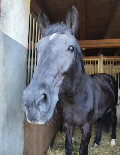 Hannoveraner Stute zu verkaufen
