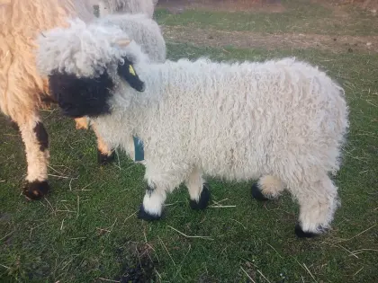 Walliser Schwarznasenschaf