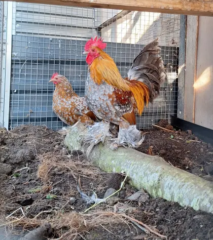 Federfüßige Zwerghühner