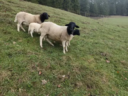 Bio Dorper Lämmer