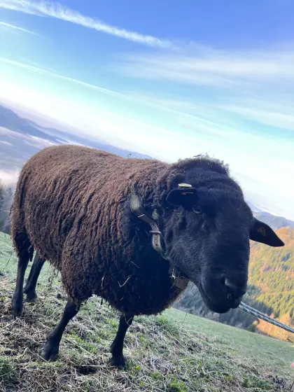 Jura Widder BIO