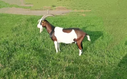 Tauernschecken Bock Ziegenbock