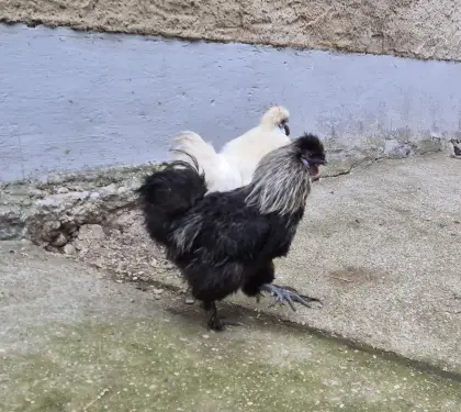 Verkaufe Seidenhähne