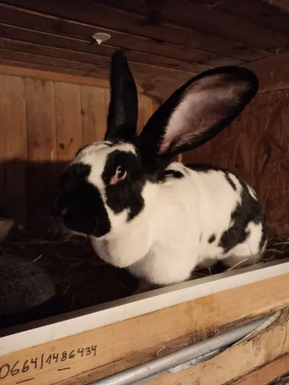 Riesen Schecken Häsin