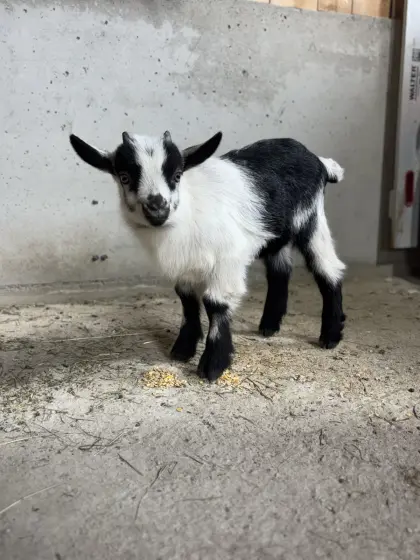 Passeirer Gebirgsziegenbock
