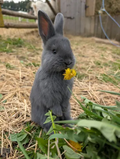 Blaue Wiener Kaninchen