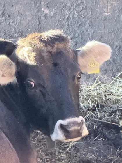 Grauvieh Mutterkuh, förderfähig, SK 4.7.26