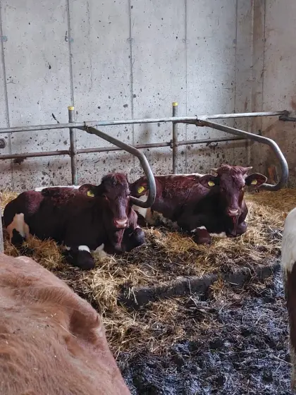 BIO-Pinzgauer Kalbinnen