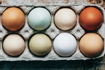 Bruteier Blumenhühner Silverudds blå Araucana Ameraucana