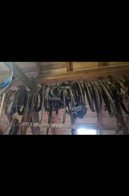 Rossgeschirr Noriker