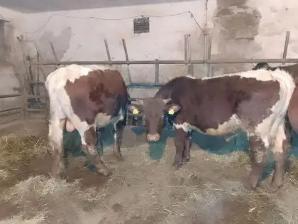 Pinzgauer HB Jungstier zu verkaufen