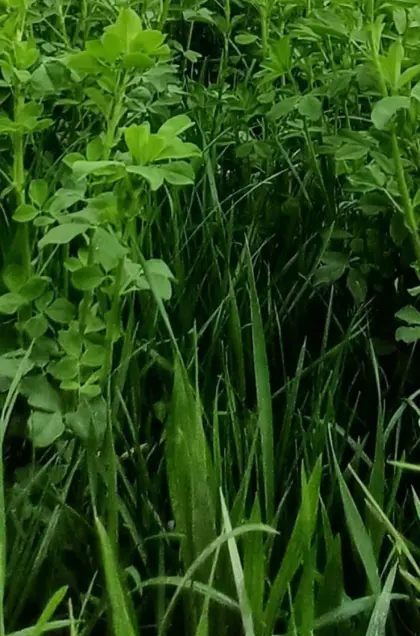 Suche Grünlandpachtflächen