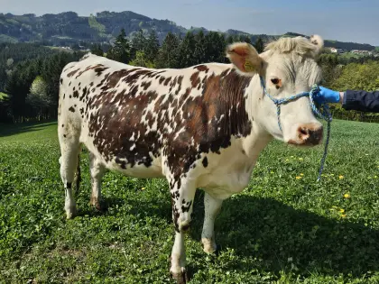 Reinrassige TOP Normande Zuchtkalbin