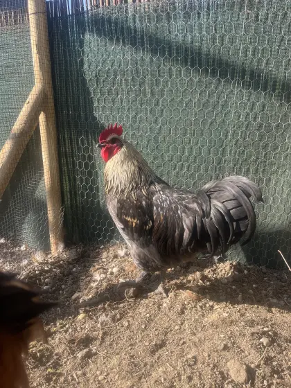 Azure Landes (Blue des Landes) Hahn