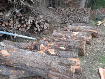 Apfelbaumstämme, Apfelholz, Tischlerholz