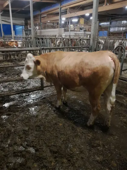 Trächtige Bio Fleckviehkalbin