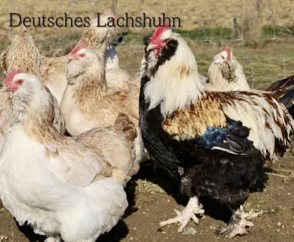 Rassenhühner Küken und Bruteier zu verkaufen!