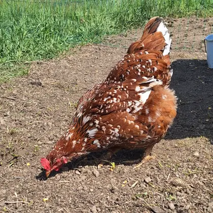 Schwedisches Blumenhuhn Hennen