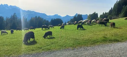 Verkaufe Lämmer und Schafe