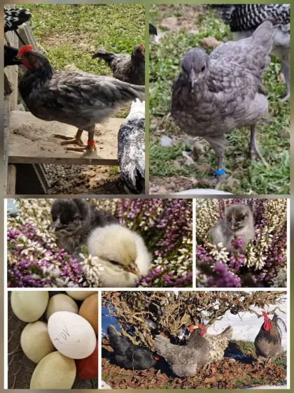 1.1 Silverudds Blå Pärchen