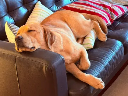 Labrador mit Ahnentafel