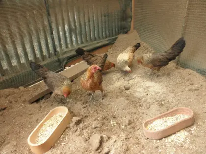 Javanische Zwerghühner