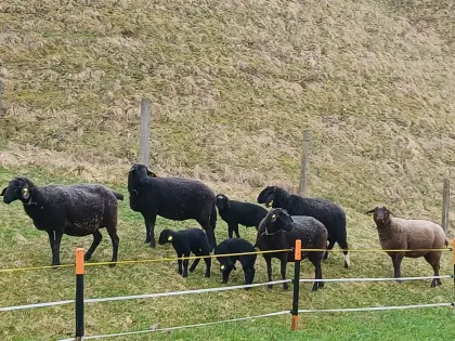 Mutterschafe mit Lämmern