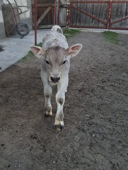 Original Braunvieh Stierkalb