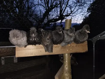 Zwergpaduaner Junghähne