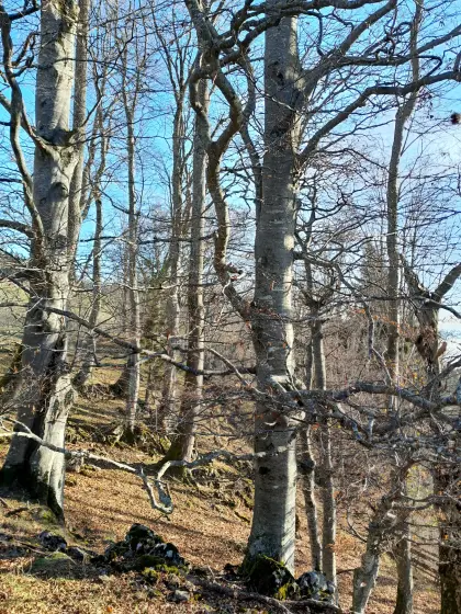 Arrondierter Bergbauernhof in Alleinlage auf Leibrente