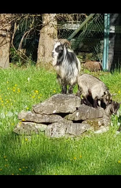 Zwergziegenbock zu verkaufen