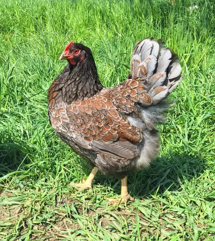 Barnevelder Hennen