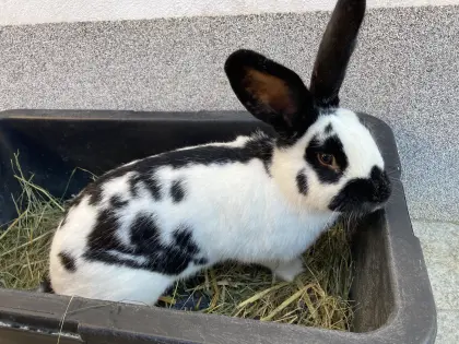 Riesenscheck weiblich schwarz-weiß