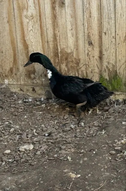 Pommernente zu verkaufen