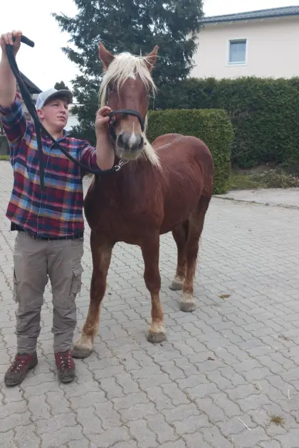 Verkaufe zweijährigen Norika Fuchs Hengst