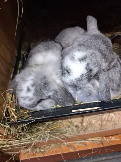 Zwergwidder Chin/Weiß